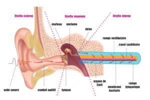 anatomie oreille perte auditive audition acouphenes